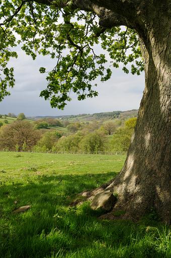 DSC_7040.jpg - Dappled Light