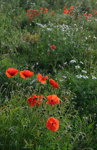 DSC_9205.jpg - Poppies