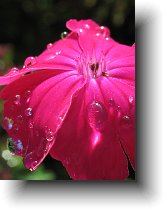 Flowers And Nature