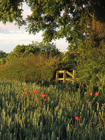 CRW_5827.jpg - Wheat And Poppies