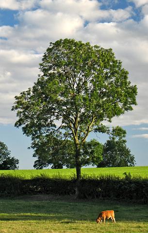 CRW_6018-Crop-2-Cloned-Out.jpg - Oaktree Farm