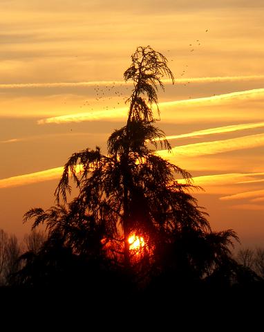 CRW_8389-c2.jpg - Sunset Through Fir