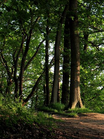 CRW_9162.jpg - Parting Of The Ways - Newton Wood