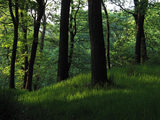 CRW_9168.jpg - Evening Sunlight - Newton Wood