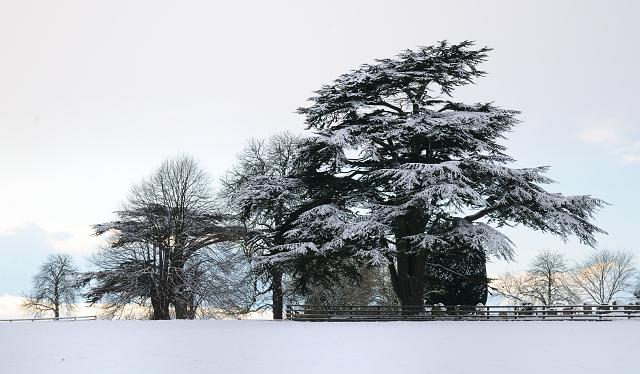 DSC_0685.jpg - Trees, All Saints' Church, Great Thirkleby, Winter 1