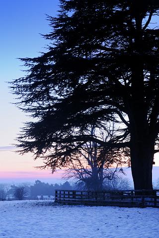 DSC_0862-a-Exp-Comp.jpg - Trees, All Saints' Church, Great Thirkleby, Winter 2