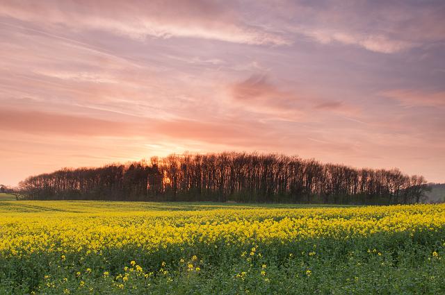 DSC_2020.jpg - Carr Wood