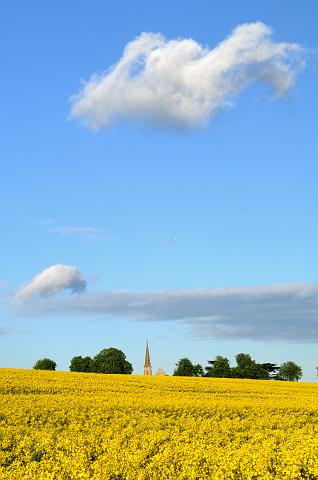 DSC_2049.jpg - Oil Seed Rape, All Saints' Church, Great Thirkleby