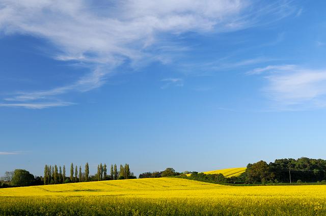 DSC_2197.jpg - Oil Seed Rape, Gold Hill, Landscape