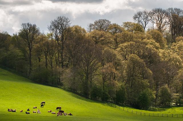 DSC_2277.jpg - Stonecliff Wood, Kirby Knowle