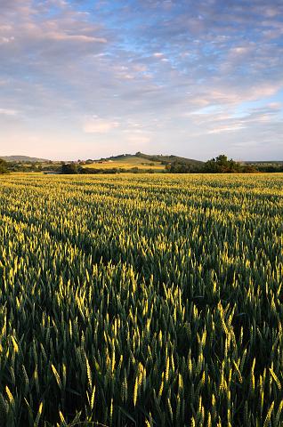 DSC_3001.jpg - Looking Towards Beacon Hill From Beech Hill