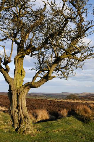 DSC_6461.jpg - Looking Towards Hawnby Moor