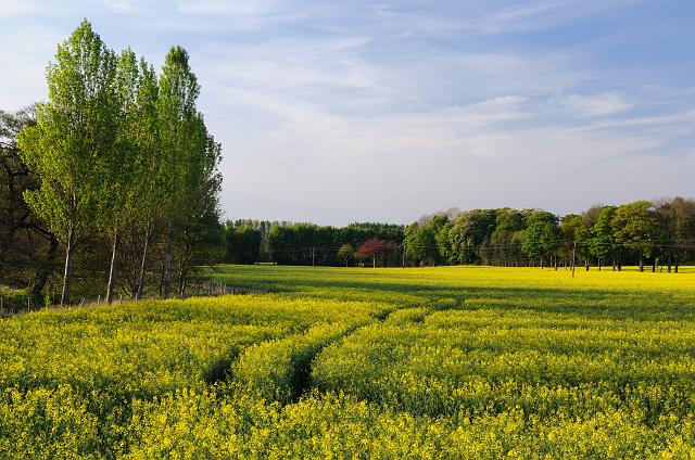 DSC_6801.jpg - Oilseed Rape, Brawith Bridge
