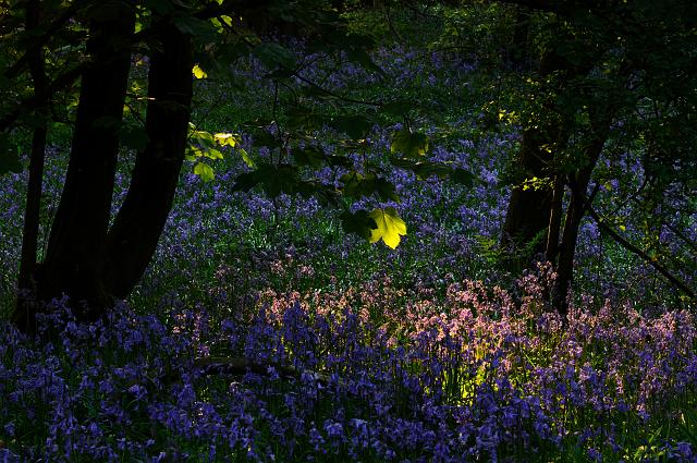 DSC_6859.jpg - Backlit Leaf And Bluebells, Cotcliffe Woods