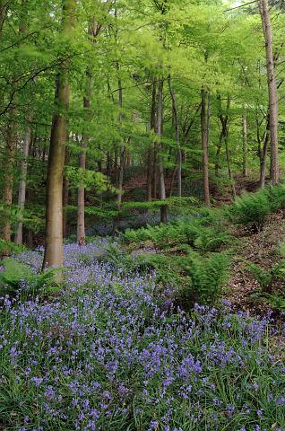 DSC_7279.jpg - Bluebells In Whorl Hill Wood
