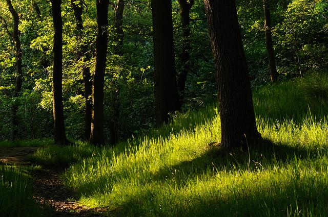 DSC_7636.jpg - Evening Sunlight In Newton Wood