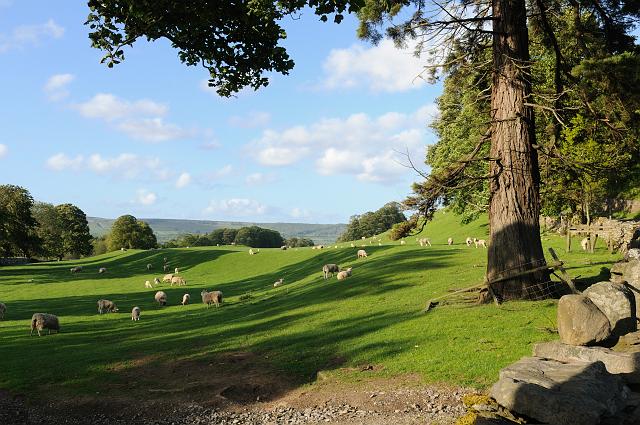 DSC_8098.jpg - Pastoral Scene, Wensleydale