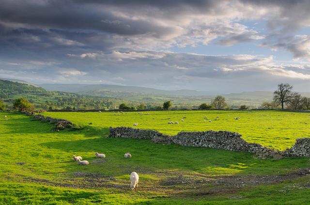 DSC_8211.jpg - Wensleydale