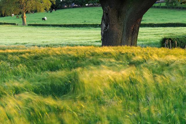 DSC_8311a.jpg - Sea Of Barley