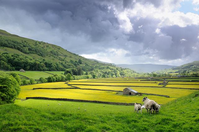 DSC_8425.jpg - Meadows And Barns, Swaledale