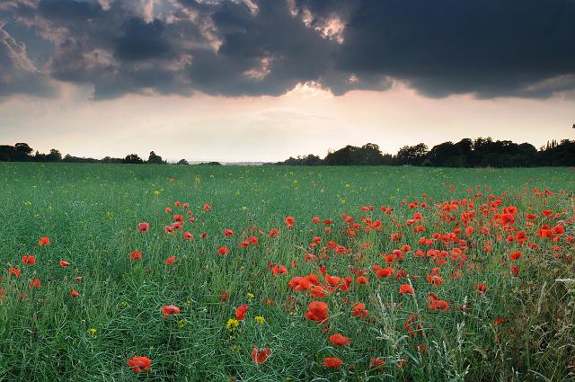 DSC_8703.jpg - Poppie, Sharrow