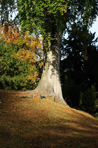 DSC_9903.jpg - Autumn Colours