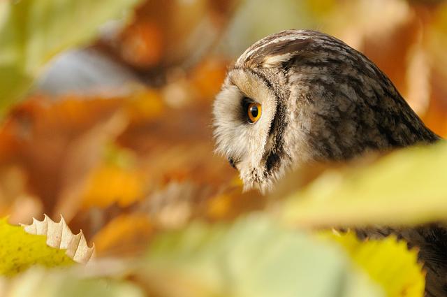 DSC_0951.jpg - Leo The Long Eared Owl