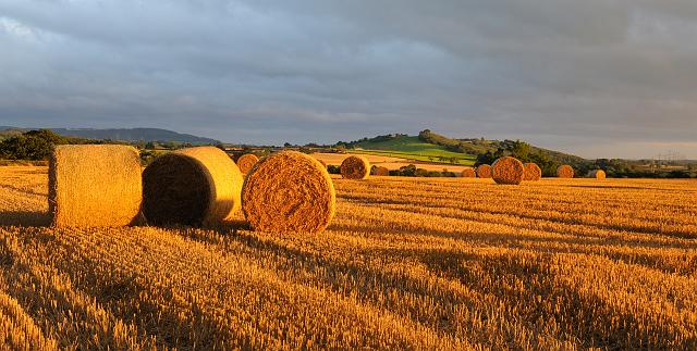 DSC_6348.jpg - Straw Bales, Beech Hill