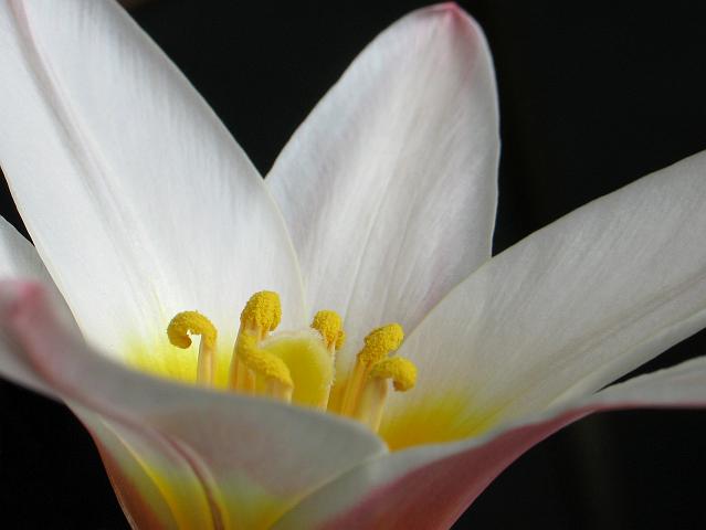 IMG_4668.jpg - Lily